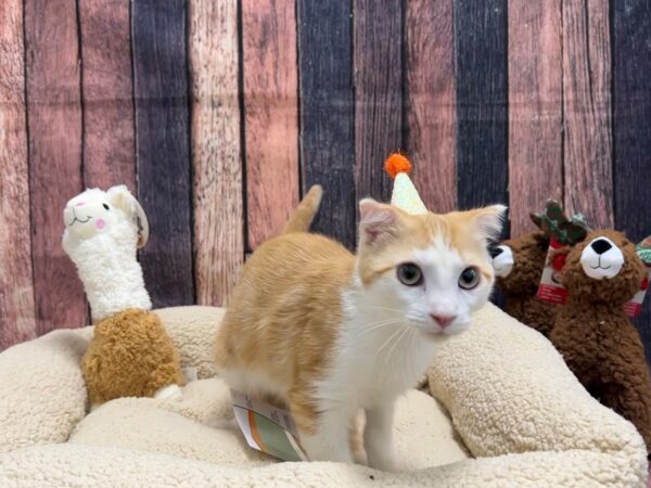 Scottish Fold-Cat-Male-Red & White-26023-Petland Scottsdale, Arizona