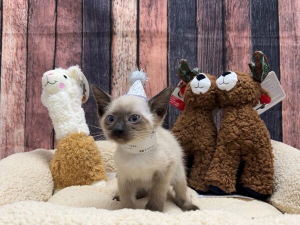 Siamese-Cat-Female-Seal Point-26024-Petland Scottsdale, Arizona