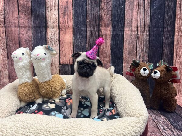 Pug-Dog-Female-Fawn-25994-Petland Scottsdale, Arizona
