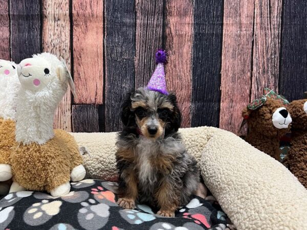 Poodle-Dog-Female-Merle-26012-Petland Scottsdale, Arizona