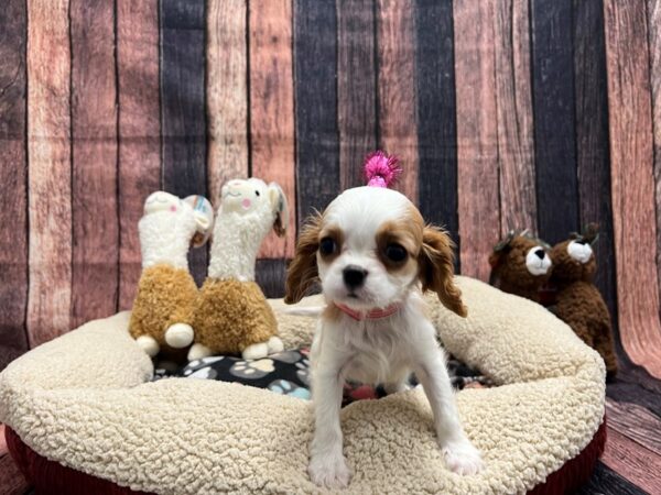 Cavalier King Charles Spaniel-Dog-Female-Blenheim-25996-Petland Scottsdale, Arizona