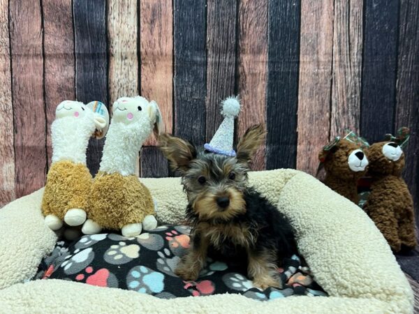Silky Terrier-Dog-Male-Silver Black and Tan-26013-Petland Scottsdale, Arizona
