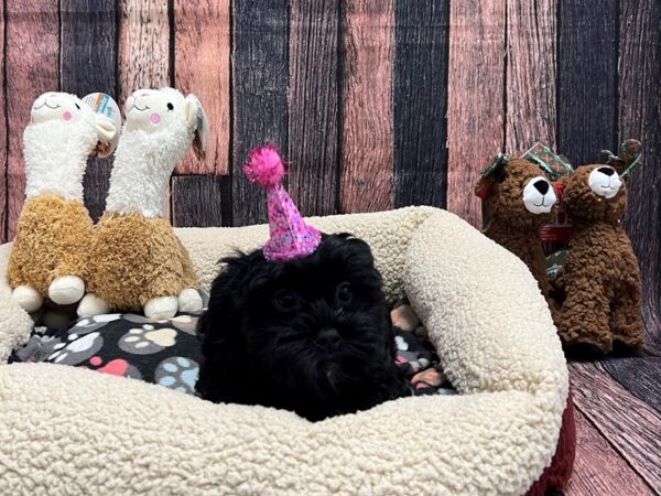 Poodle/Shih Tzu-Dog-Female-Black-26016-Petland Scottsdale, Arizona