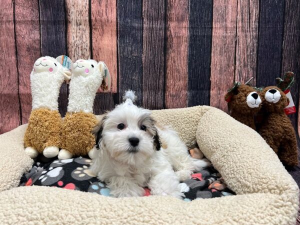 Bichon Frise/Shih Tzu-Dog-Female-Gold and White-26015-Petland Scottsdale, Arizona