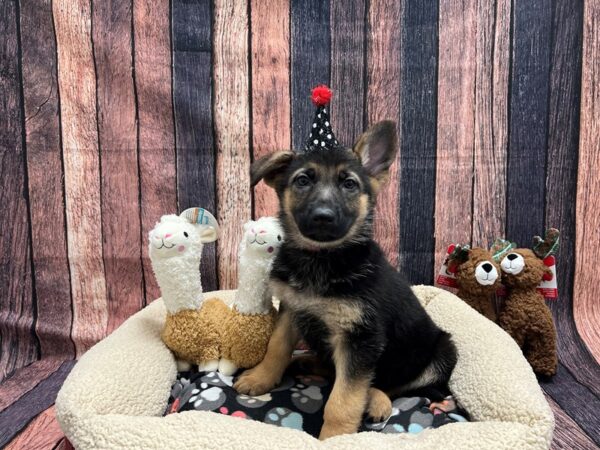 German Shepherd Dog-Dog-Female-Black / Tan-25984-Petland Scottsdale, Arizona