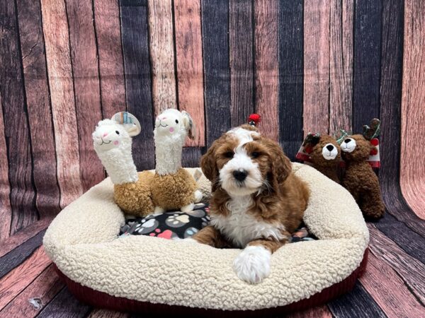 F1B Mini Bernedoodle-Dog-Female-Red-25986-Petland Scottsdale, Arizona