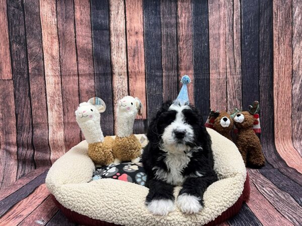 Bernese Mountain Dog/Standard Poodle-Dog-Male-Black / White-25983-Petland Scottsdale, Arizona
