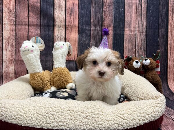 Havanese-Dog-Female-Red Sable-26002-Petland Scottsdale, Arizona
