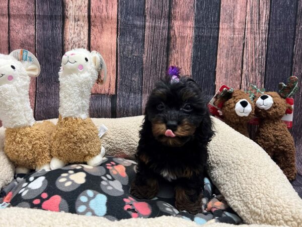 Cavalier King Charles Spaniel/Poodle-Dog-Female-Black and Tan-26018-Petland Scottsdale, Arizona