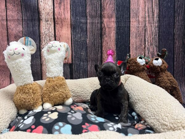 French Bulldog-Dog-Female-Brindle-25998-Petland Scottsdale, Arizona