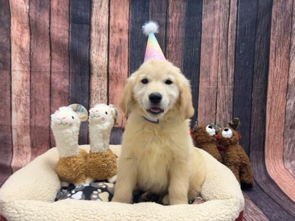 Golden Retriever-Dog-Male-Golden-25989-Petland Scottsdale, Arizona
