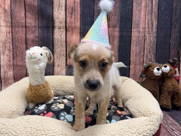Australian Cattle Dog-Dog-Female-Red Mottled-26007-Petland Scottsdale, Arizona