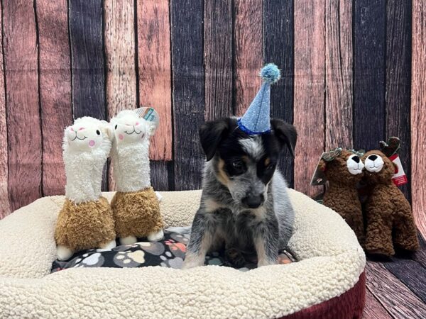 Australian Cattle Dog-Dog-Male-Blue Black and Tan-26008-Petland Scottsdale, Arizona