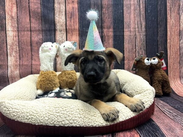 German Shepherd Dog-Dog-Female-Sable-25999-Petland Scottsdale, Arizona
