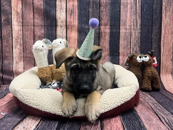 German Shepherd Dog-Dog-Male-Sable-26000-Petland Scottsdale, Arizona