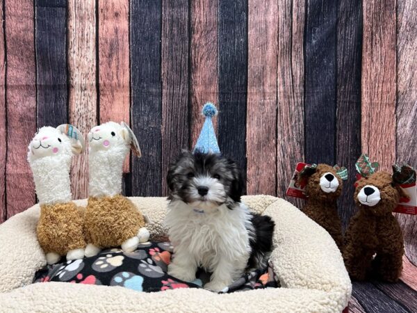 Havanese-Dog-Male-Silver Brindle-26001-Petland Scottsdale, Arizona