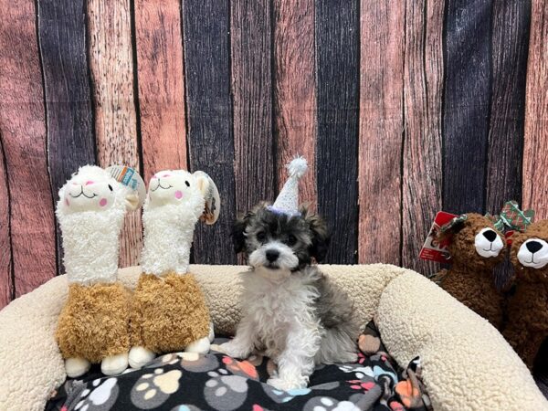 Bichon Frise/Poodle-Dog-Female-Silver Beige-26017-Petland Scottsdale, Arizona