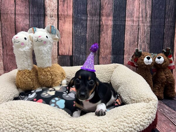 Dachshund-Dog-Female-Black / Tan-25988-Petland Scottsdale, Arizona