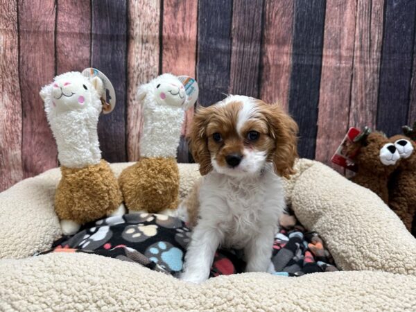 Cavalier King Charles Spaniel-Dog-Male-Blenheim-25995-Petland Scottsdale, Arizona