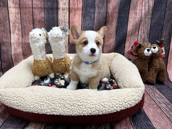 Pembroke Welsh Corgi-Dog-Male-Sable / White-25992-Petland Scottsdale, Arizona