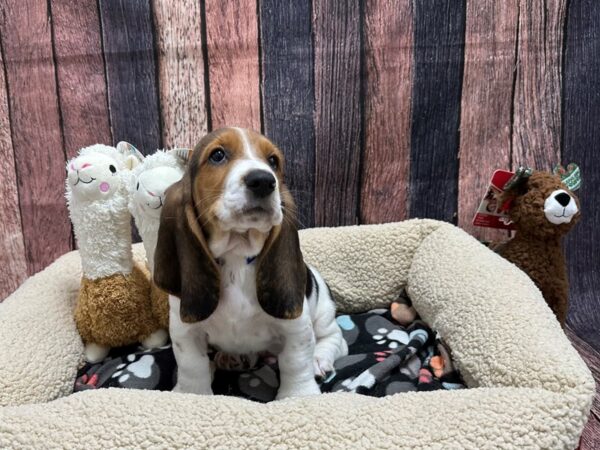 Basset Hound-Dog-Male-Black Tan / White-25993-Petland Scottsdale, Arizona
