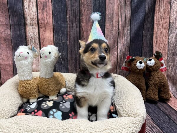Pembroke Welsh Corgi-Dog-Female-Black and Tan-26006-Petland Scottsdale, Arizona