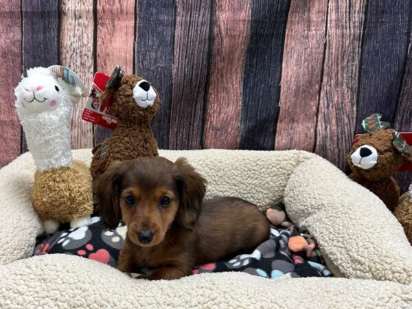 Dachshund-Dog-Female-Wild Boar-25980-Petland Scottsdale, Arizona