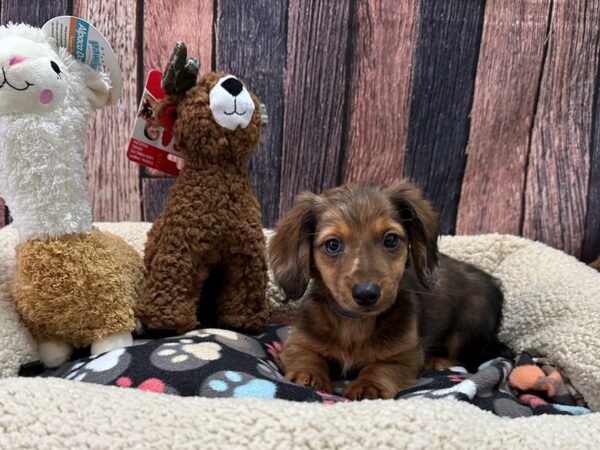 Dachshund-Dog-Male-Red-25981-Petland Scottsdale, Arizona