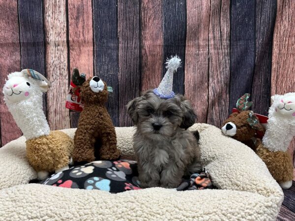 Poodle/Shih Tzu-Dog-Female-Blue Merle-25987-Petland Scottsdale, Arizona