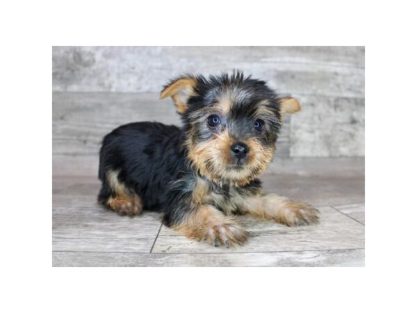 Silky Terrier-Dog-Female-Black / Tan-26048-Petland Scottsdale, Arizona