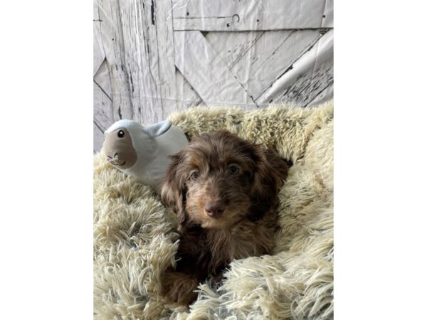 Dachshund/Poodle-Dog-Female-Chocolate Merle-26051-Petland Scottsdale, Arizona
