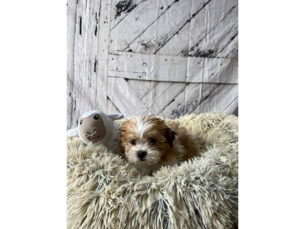 Bichon Frise/Shih Tzu-Dog-Male-White / Red Fawn-26049-Petland Scottsdale, Arizona