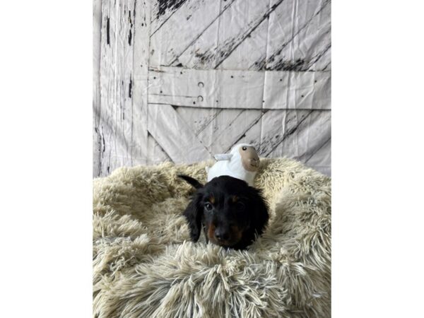 Dachshund-Dog-Male-Black / Tan-26047-Petland Scottsdale, Arizona