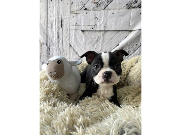 Boston Terrier-Dog-Female-Black / White-26045-Petland Scottsdale, Arizona