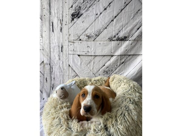 Basset Hound-Dog-Male-Red / White-26044-Petland Scottsdale, Arizona