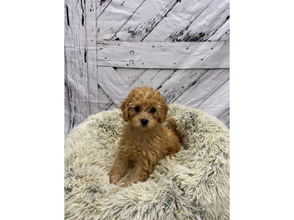 F1BB Mini Goldendoodle-Dog-Female-Golden-26042-Petland Scottsdale, Arizona
