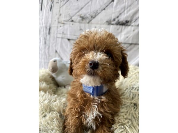 Poodle-Dog-Male-Red-26040-Petland Scottsdale, Arizona
