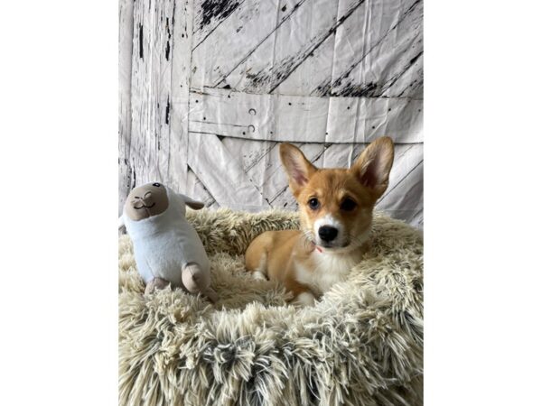Pembroke Welsh Corgi-Dog-Female-Red-26039-Petland Scottsdale, Arizona
