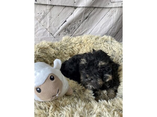 Havanese-Dog-Male-Black and Tan-26037-Petland Scottsdale, Arizona