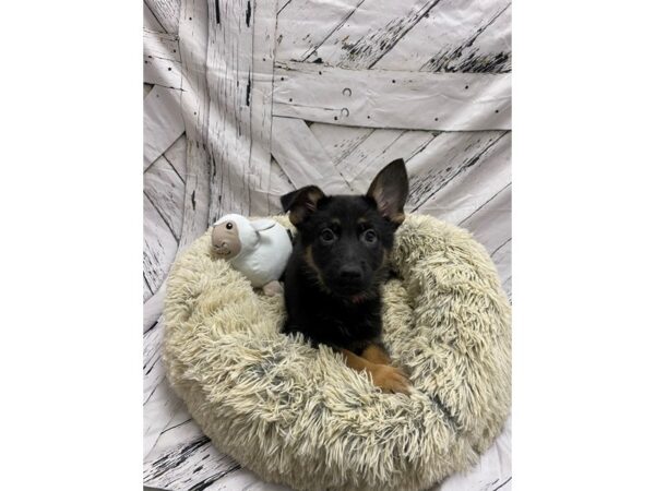 German Shepherd Dog-Dog-Female-Black and Tan-26036-Petland Scottsdale, Arizona