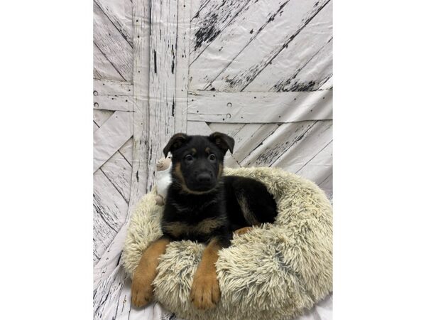 German Shepherd Dog-Dog-Male-Black and Tan-26035-Petland Scottsdale, Arizona