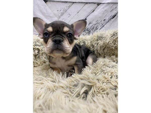 French Bulldog-Dog-Female-Blue Merle-26034-Petland Scottsdale, Arizona