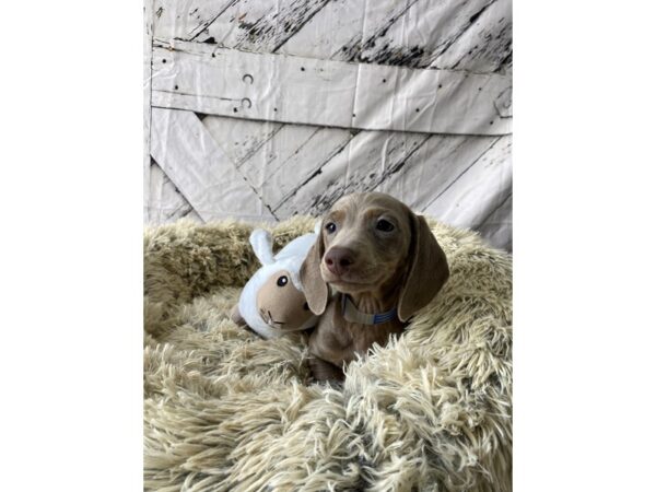 Dachshund-Dog-Male-Blue and Tan-26033-Petland Scottsdale, Arizona