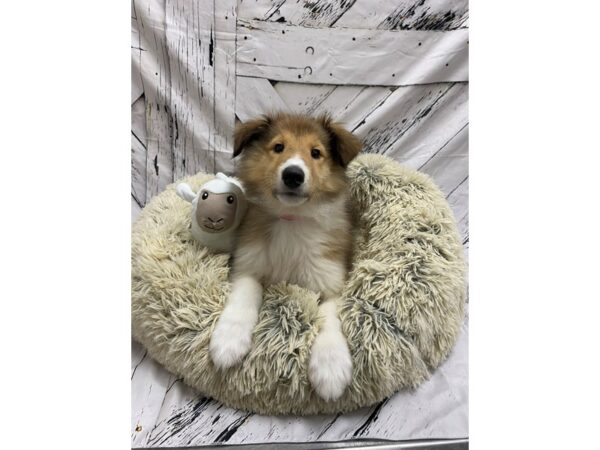 Collie-Dog-Female-Sable-26032-Petland Scottsdale, Arizona