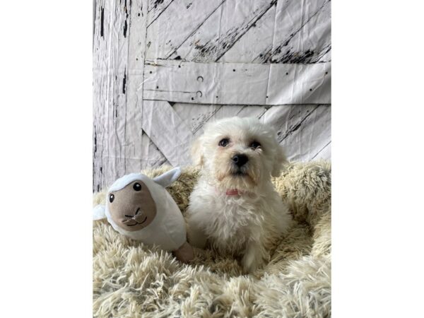 Bichon Frise-Dog-Female-White-26028-Petland Scottsdale, Arizona