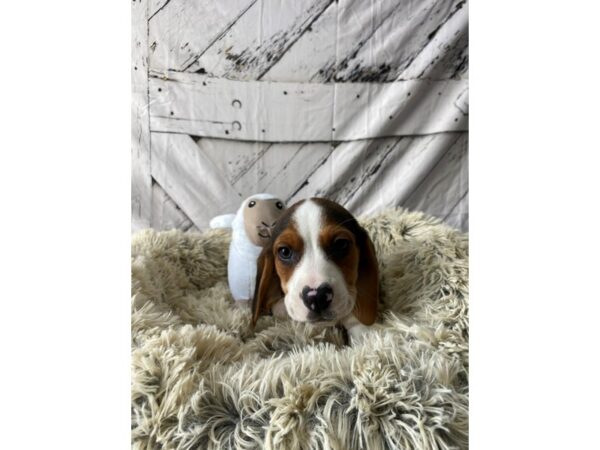 Beagle-Dog-Male-Black White and Tan-26027-Petland Scottsdale, Arizona