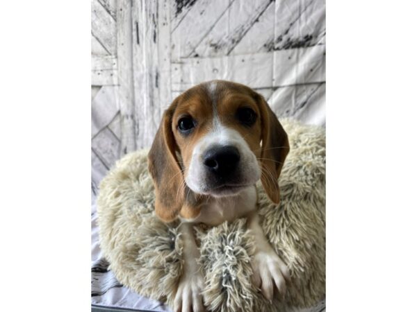 Beagle-Dog-Female-Black Tan and White-26026-Petland Scottsdale, Arizona