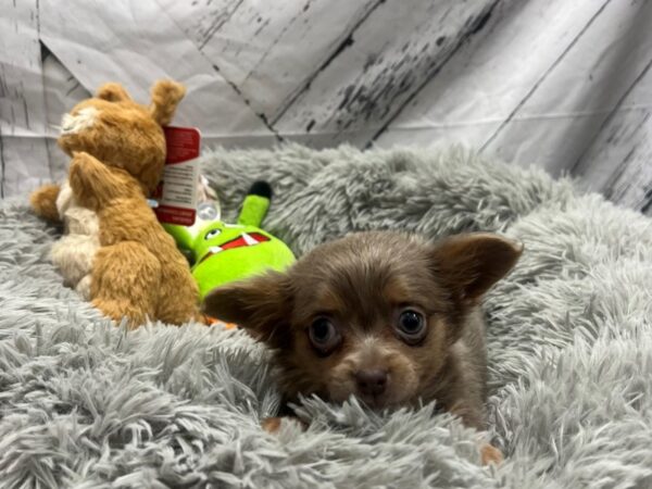 Chihuahua-Dog-Female-Blue and Tan-26055-Petland Scottsdale, Arizona