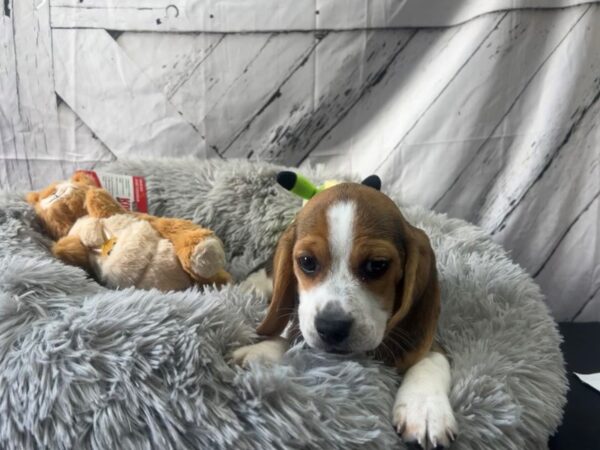 Beagle-Dog-Female-Black Fawn and White-26054-Petland Scottsdale, Arizona