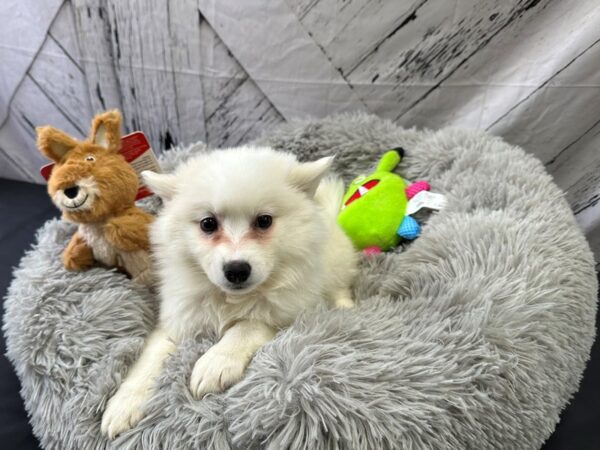 American Eskimo Dog-Dog-Female-White-26060-Petland Scottsdale, Arizona